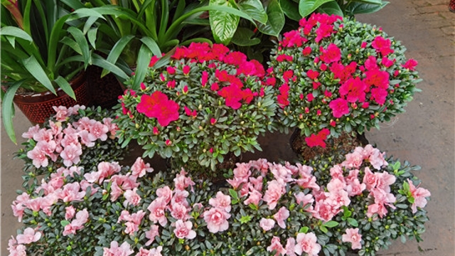 火紅年宵花，美麗過新年