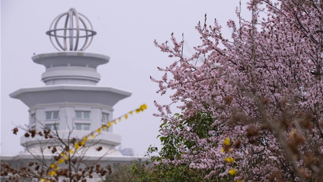 陽(yáng)春三月，踏青賞花正當(dāng)時(shí)