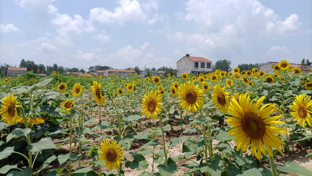 [鹿邑]馬鋪鎮(zhèn)：廢閑土地開出“幸?；ā?> </a></TD>             </TR>           </TBODY>         </TABLE>         <TABLE class=margin_4 border=0 cellSpacing=0 cellPadding=0 width=