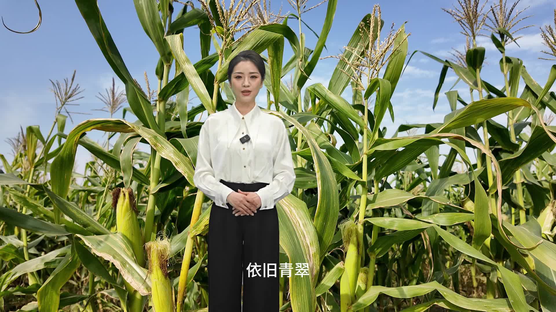 每年可以種三季，冬天成熟的玉米你見(jiàn)過(guò)嗎？